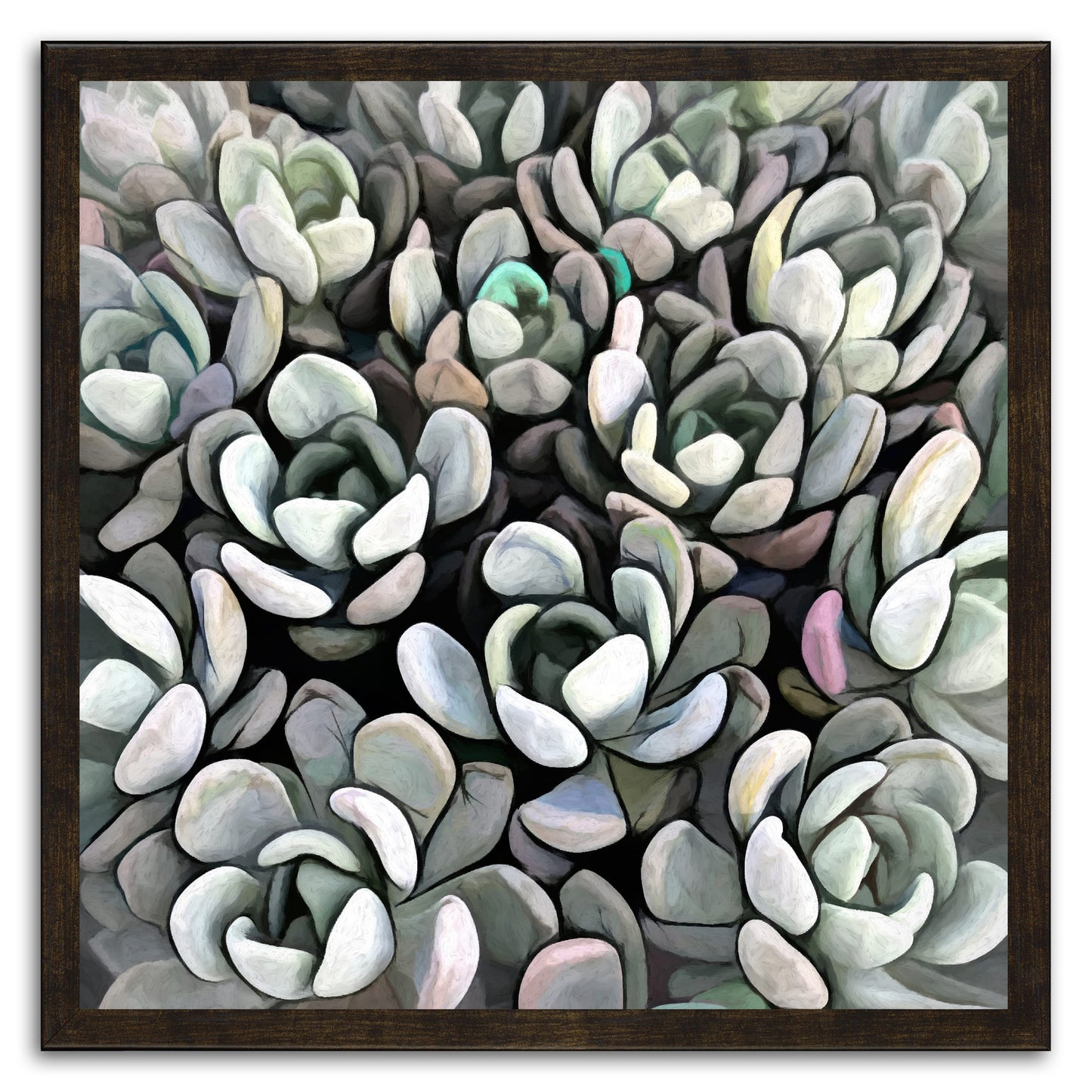 Echeveria Nova I