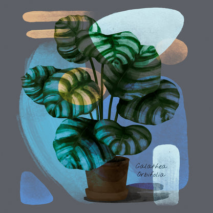 Abstract Calathea Orbifolia Painting Print