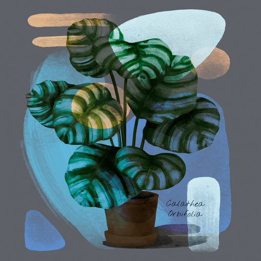 Abstract Calathea Orbifolia Painting Print
