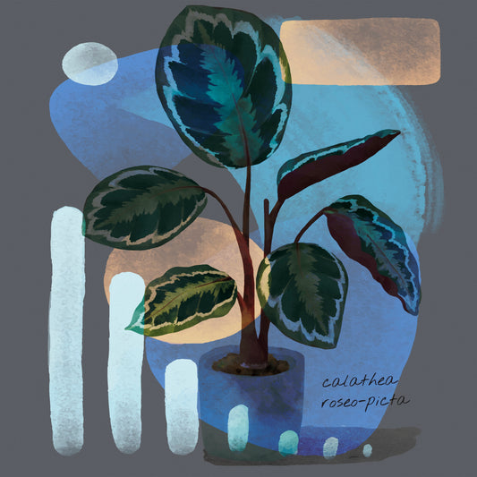 Abstract Calathea Roseo-Picta Painting Print