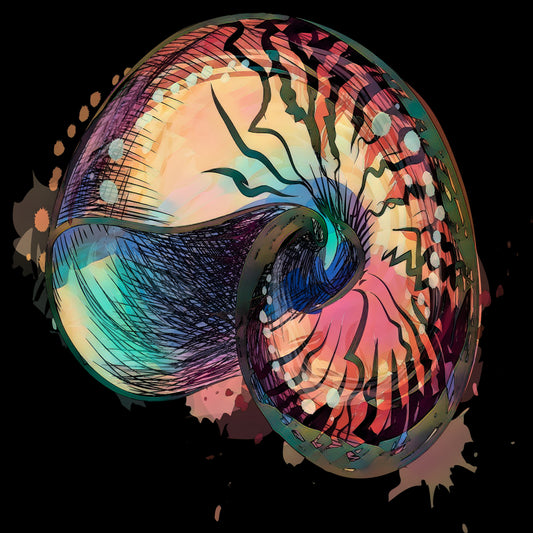 Boho Nautilus Shell 248