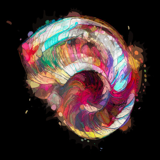 Boho Nautilus Shell 249