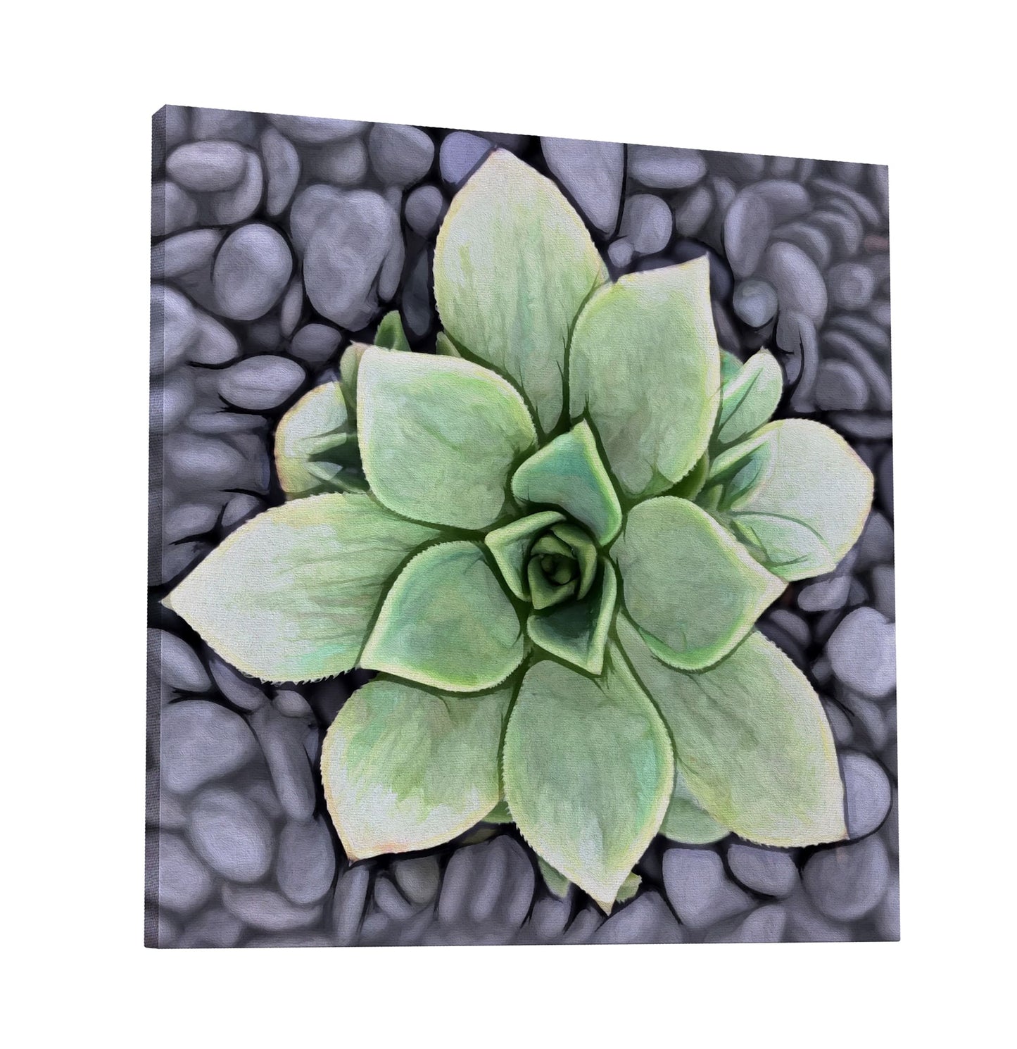Aeonium Haworthii Pinwheel