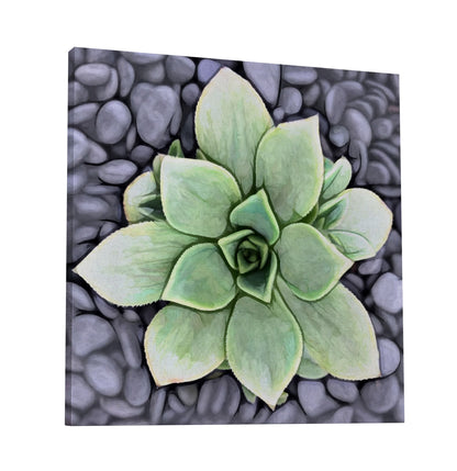 Aeonium Haworthii Pinwheel