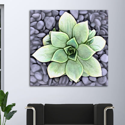 Aeonium Haworthii Pinwheel