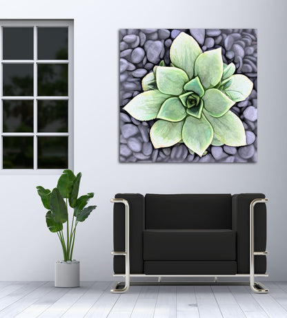 Aeonium Haworthii Pinwheel