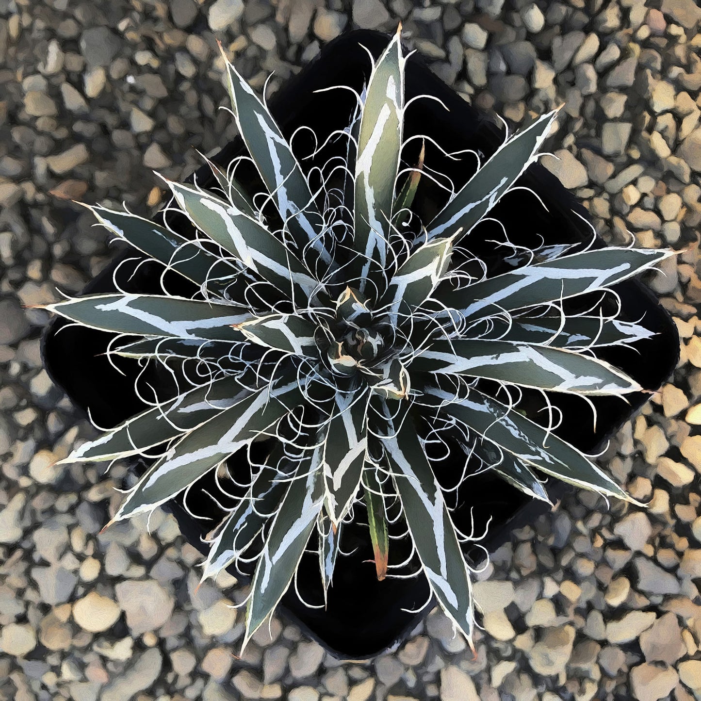 Agave Flexiflora Canvas