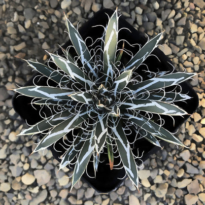 Agave Flexiflora Canvas