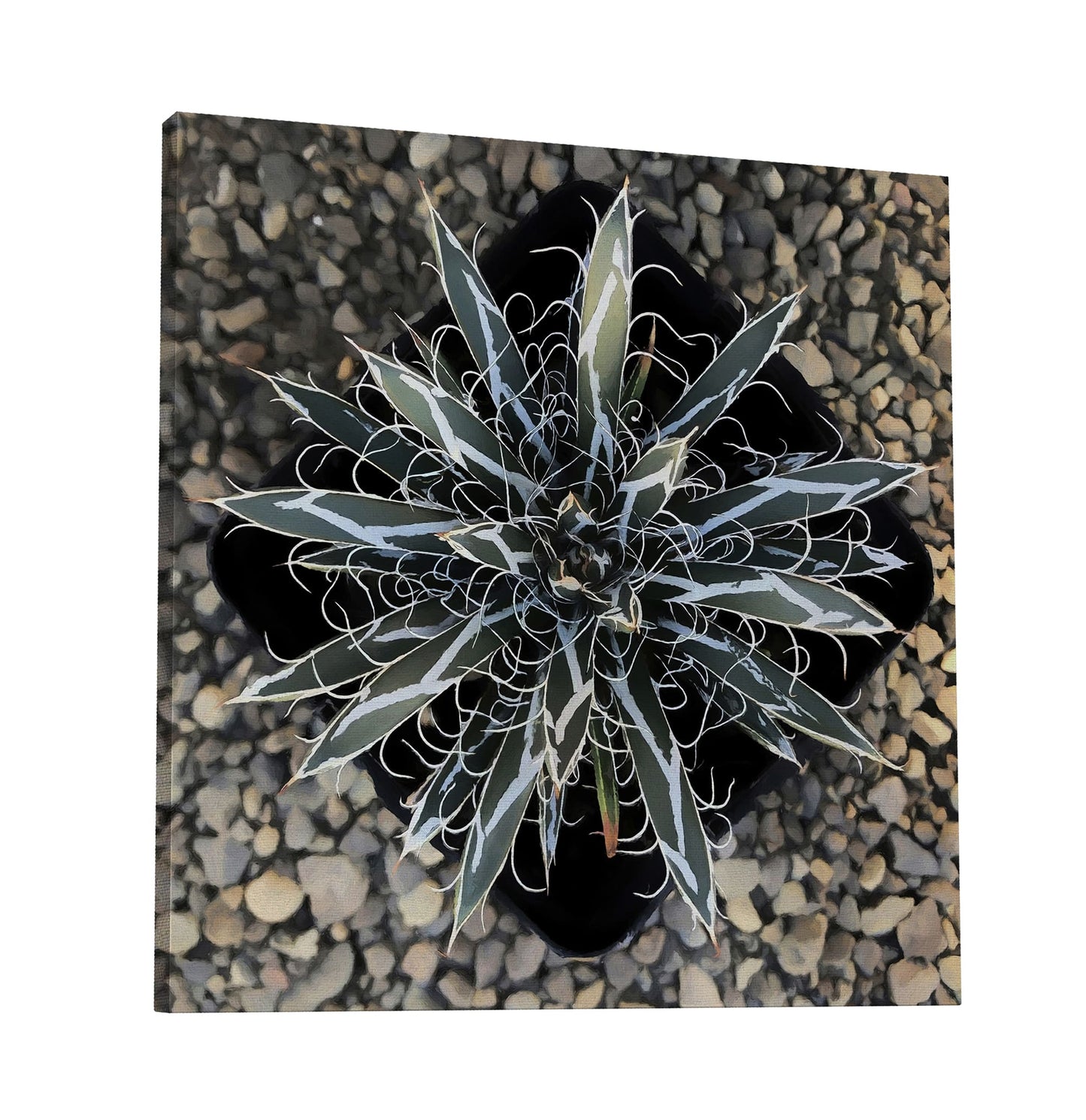 Agave Flexiflora Canvas