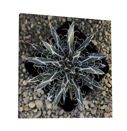 Agave Flexiflora Canvas