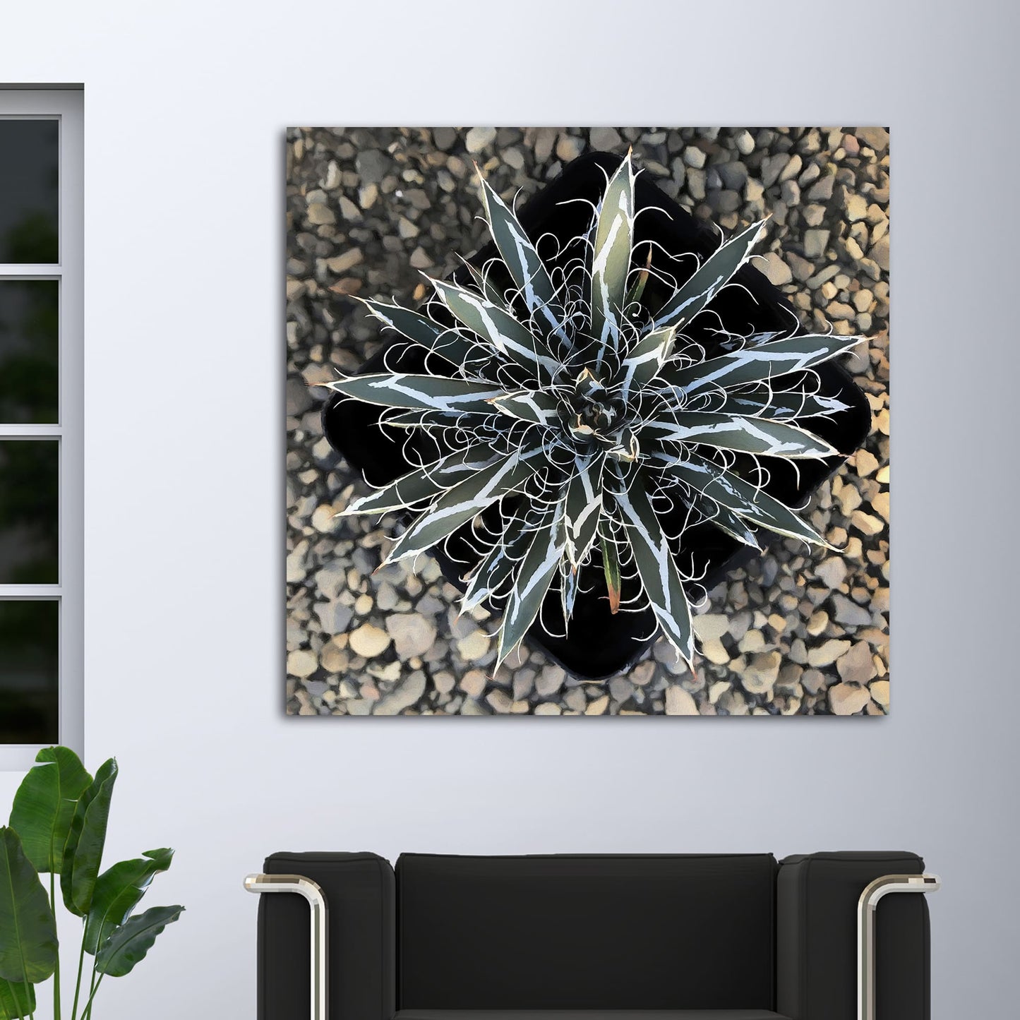 Agave Flexiflora Canvas