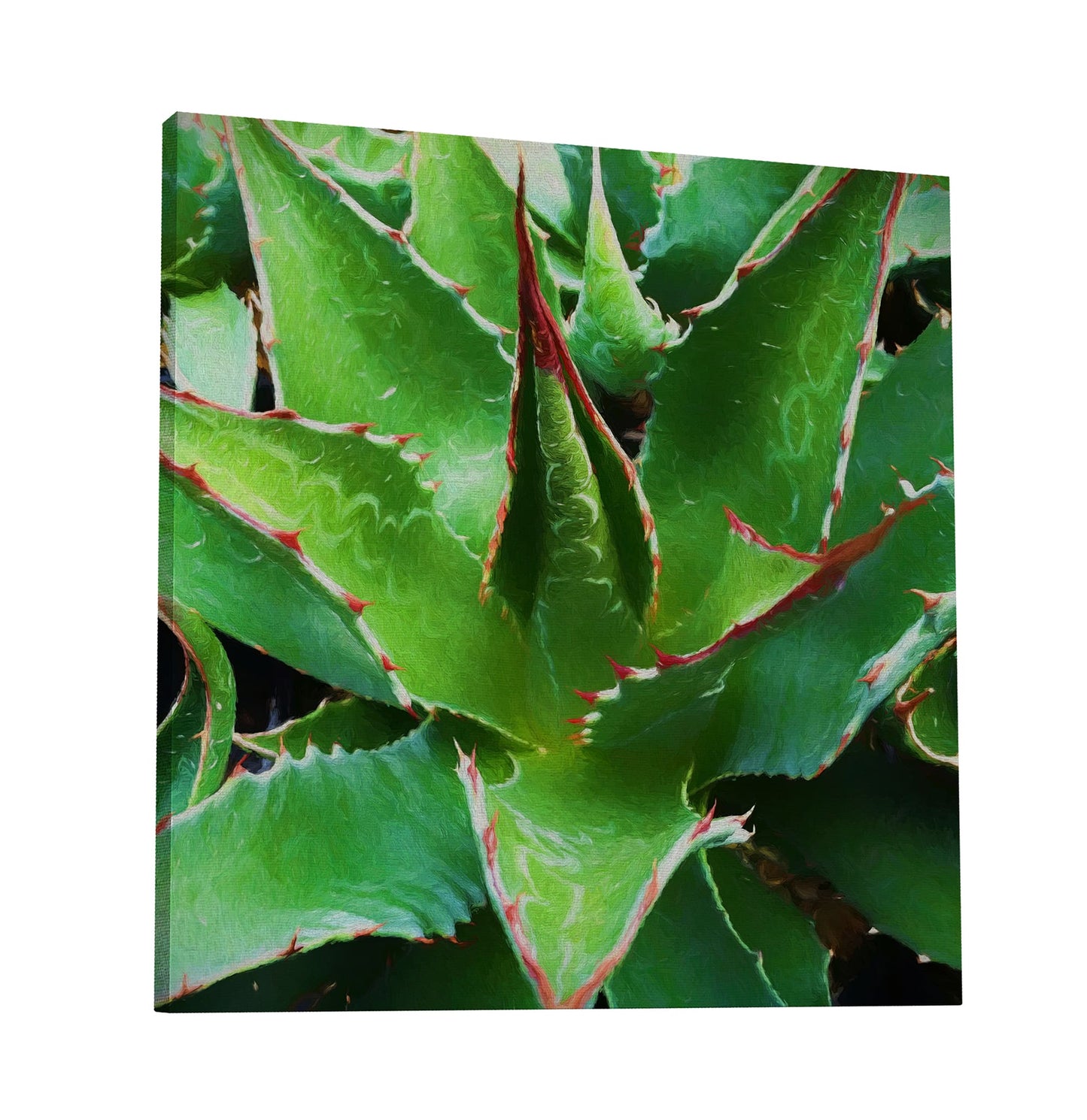 Agave Montana