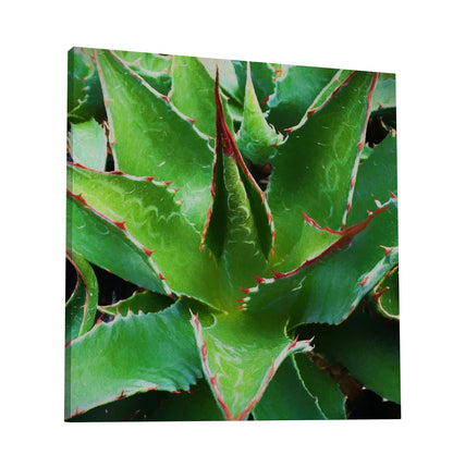 Agave Montana