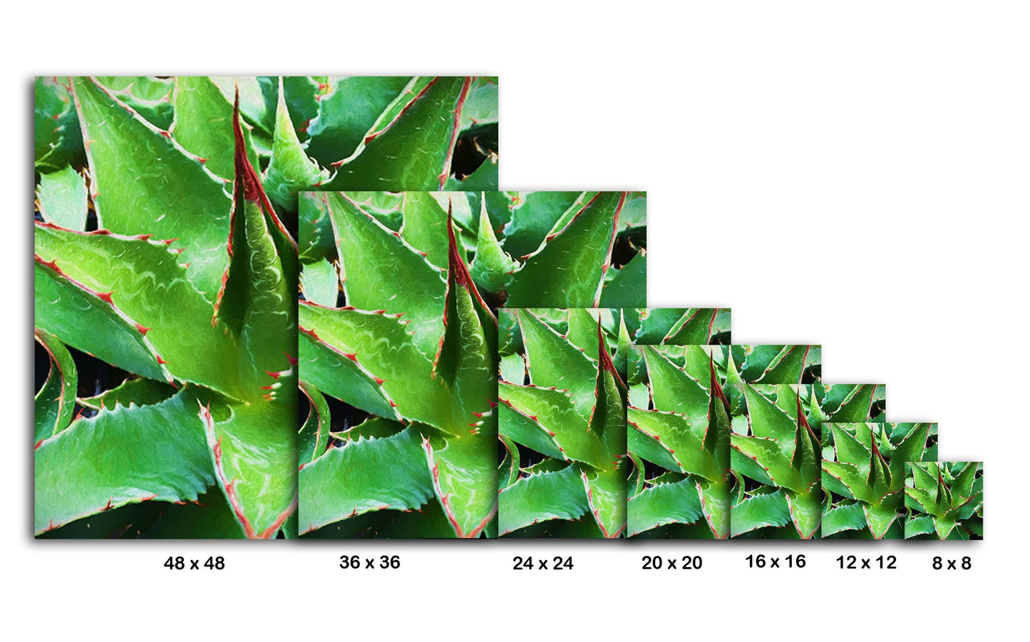 Agave Montana