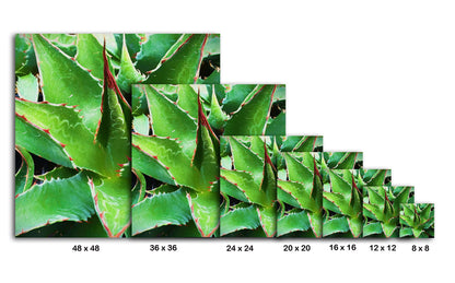 Agave Montana