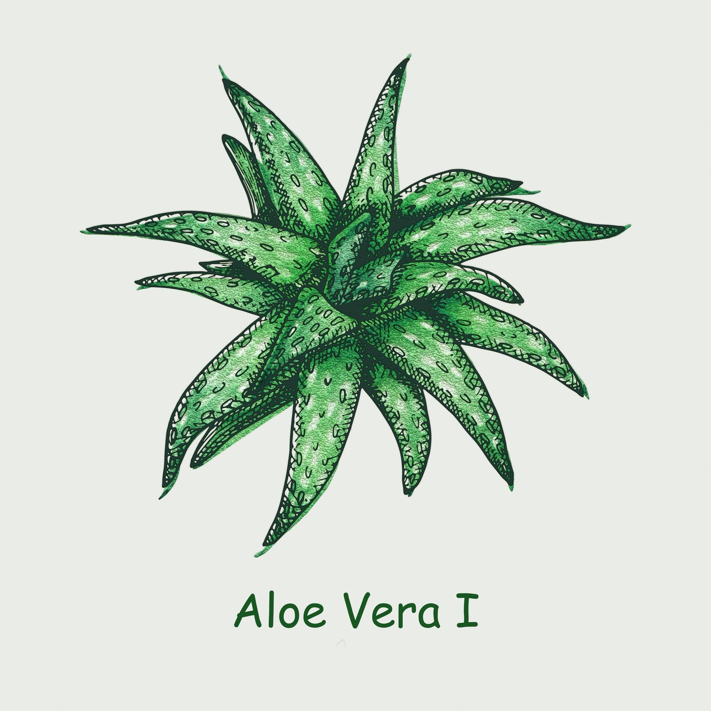 Aloe Vera I