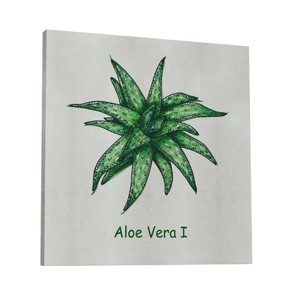Aloe Vera I