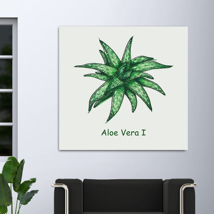 Aloe Vera I