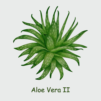 Aloe Vera II
