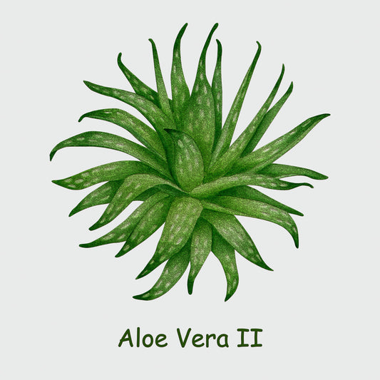 Aloe Vera II