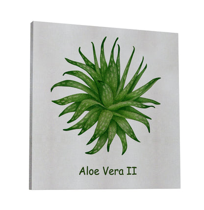 Aloe Vera II