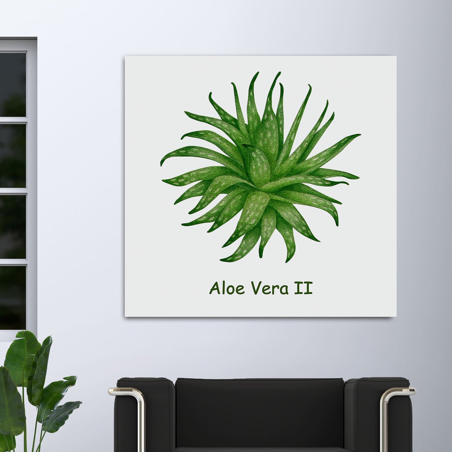 Aloe Vera II