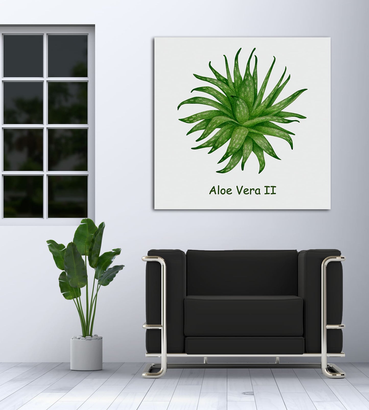 Aloe Vera II