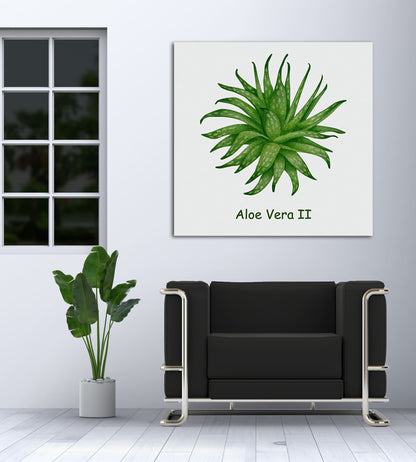 Aloe Vera II
