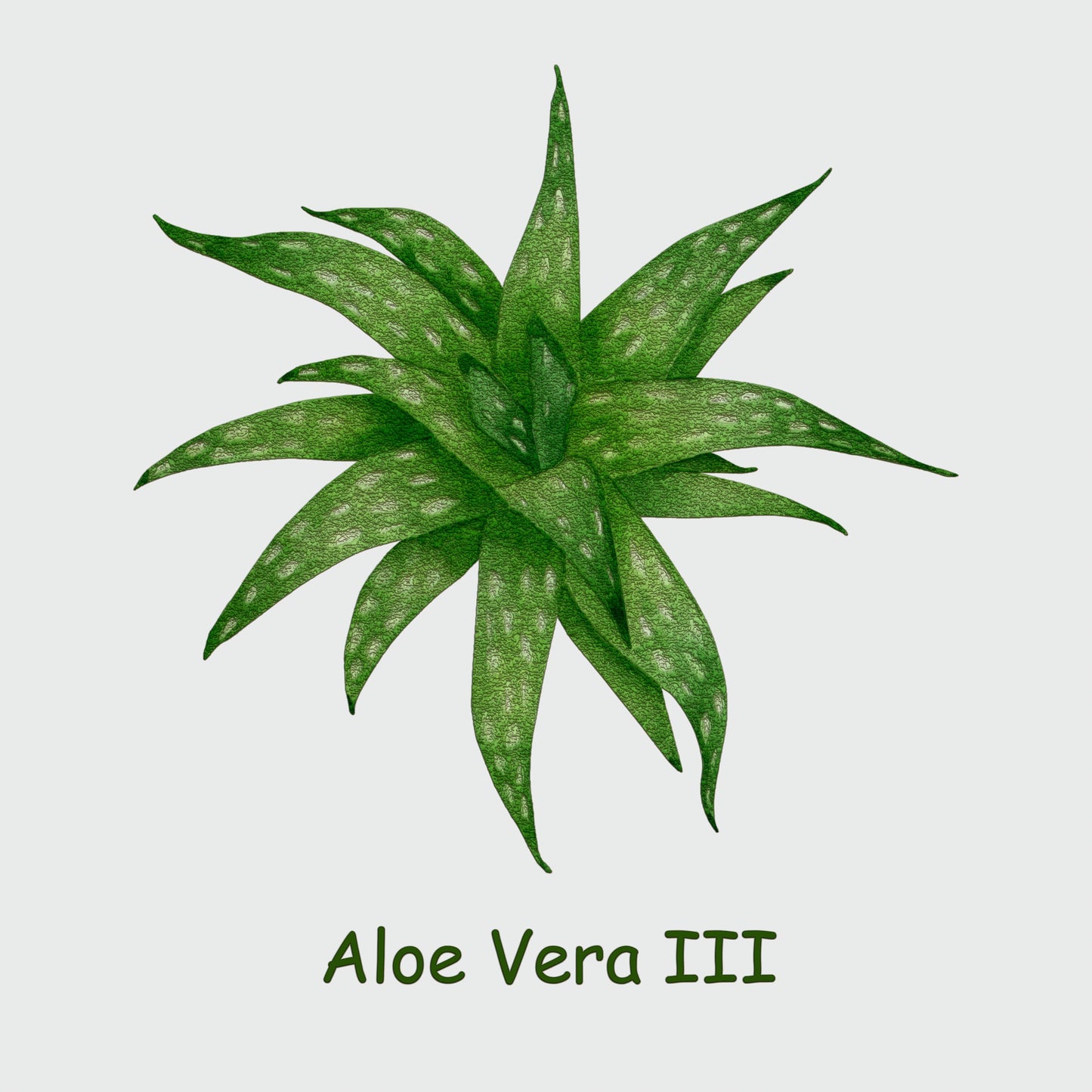 Aloe Vera III