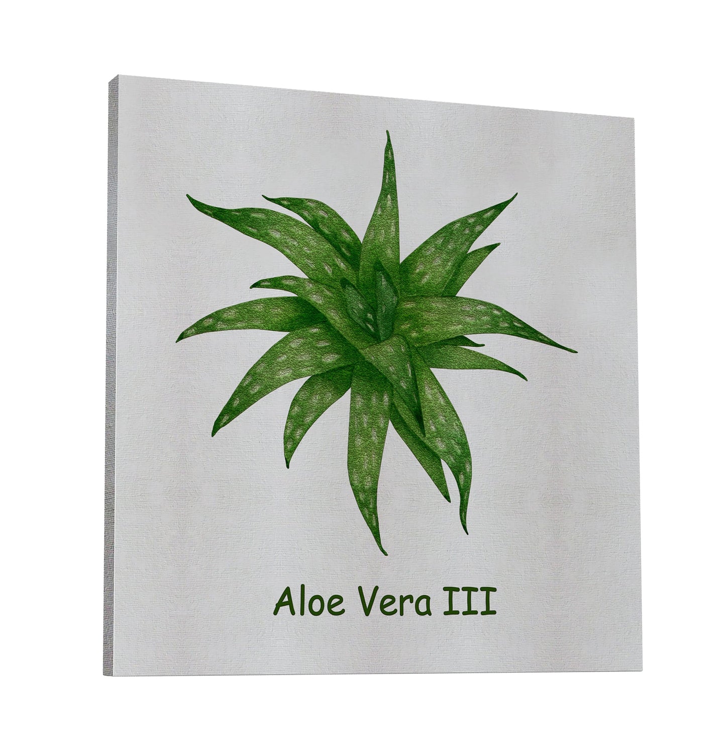 Aloe Vera III