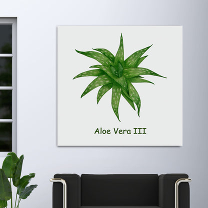 Aloe Vera III