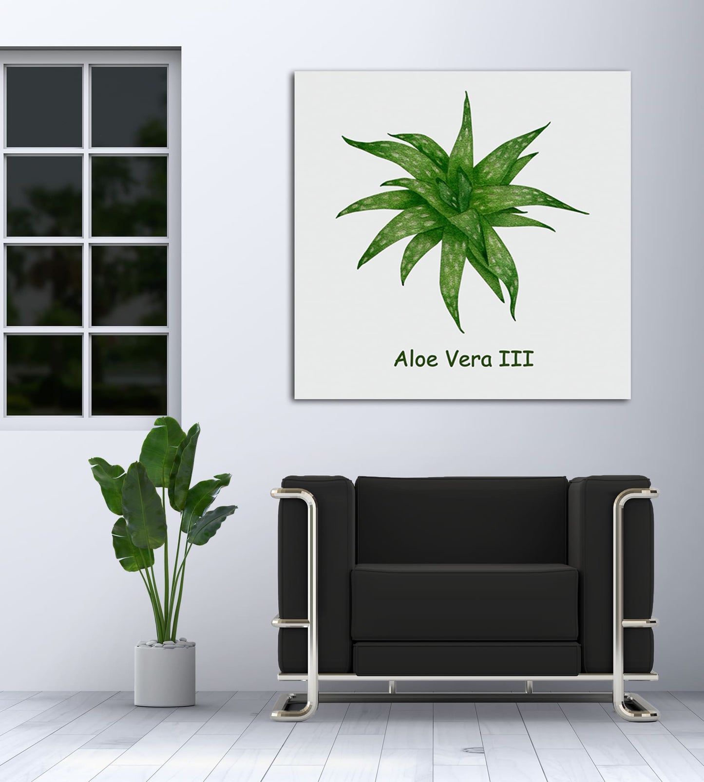 Aloe Vera III