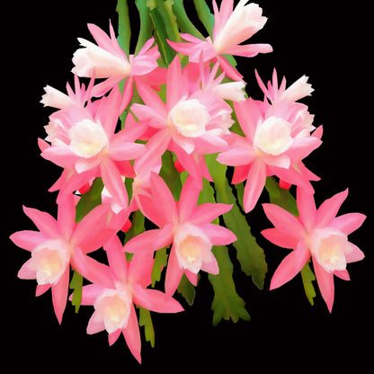 Cactus Flowers 483
