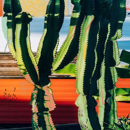 Cactus Garden 130