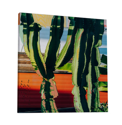 Cactus Garden 130