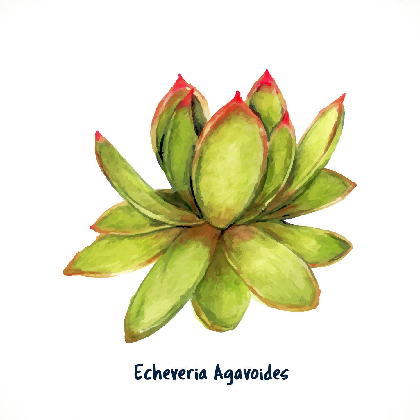Echeveria Agavoides I