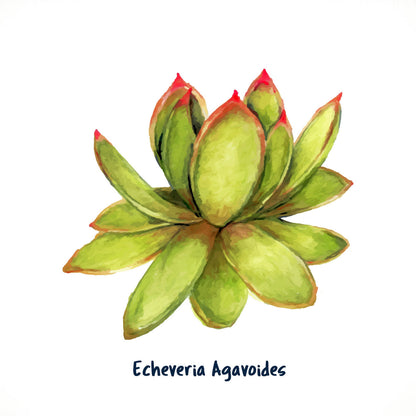 Echeveria Agavoides I