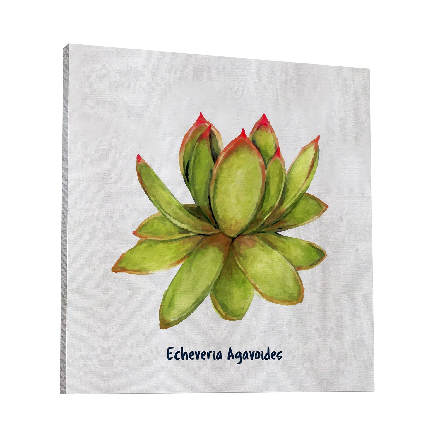 Echeveria Agavoides I