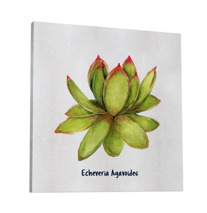 Echeveria Agavoides I