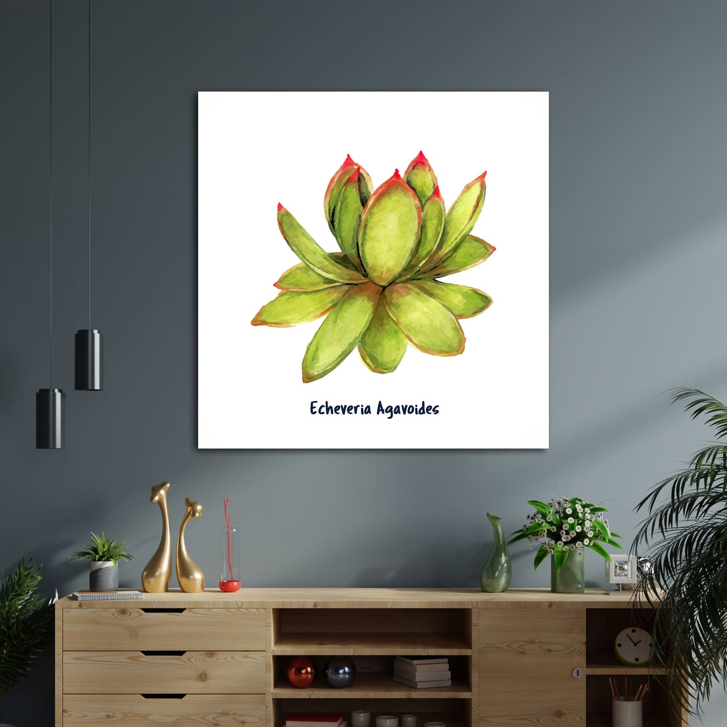 Echeveria Agavoides I