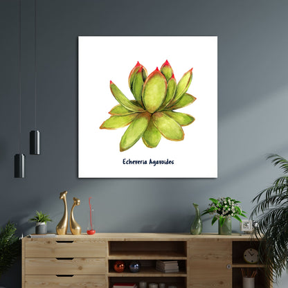Echeveria Agavoides I