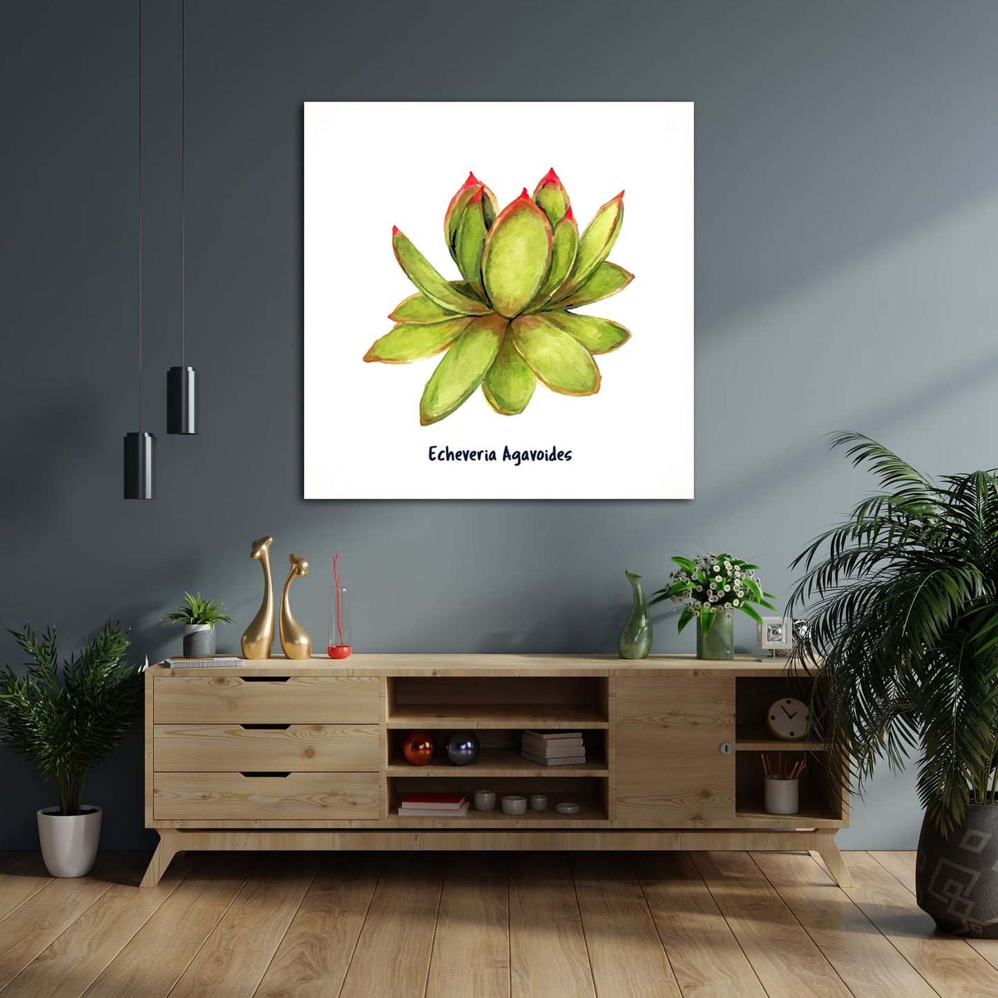 Echeveria Agavoides I