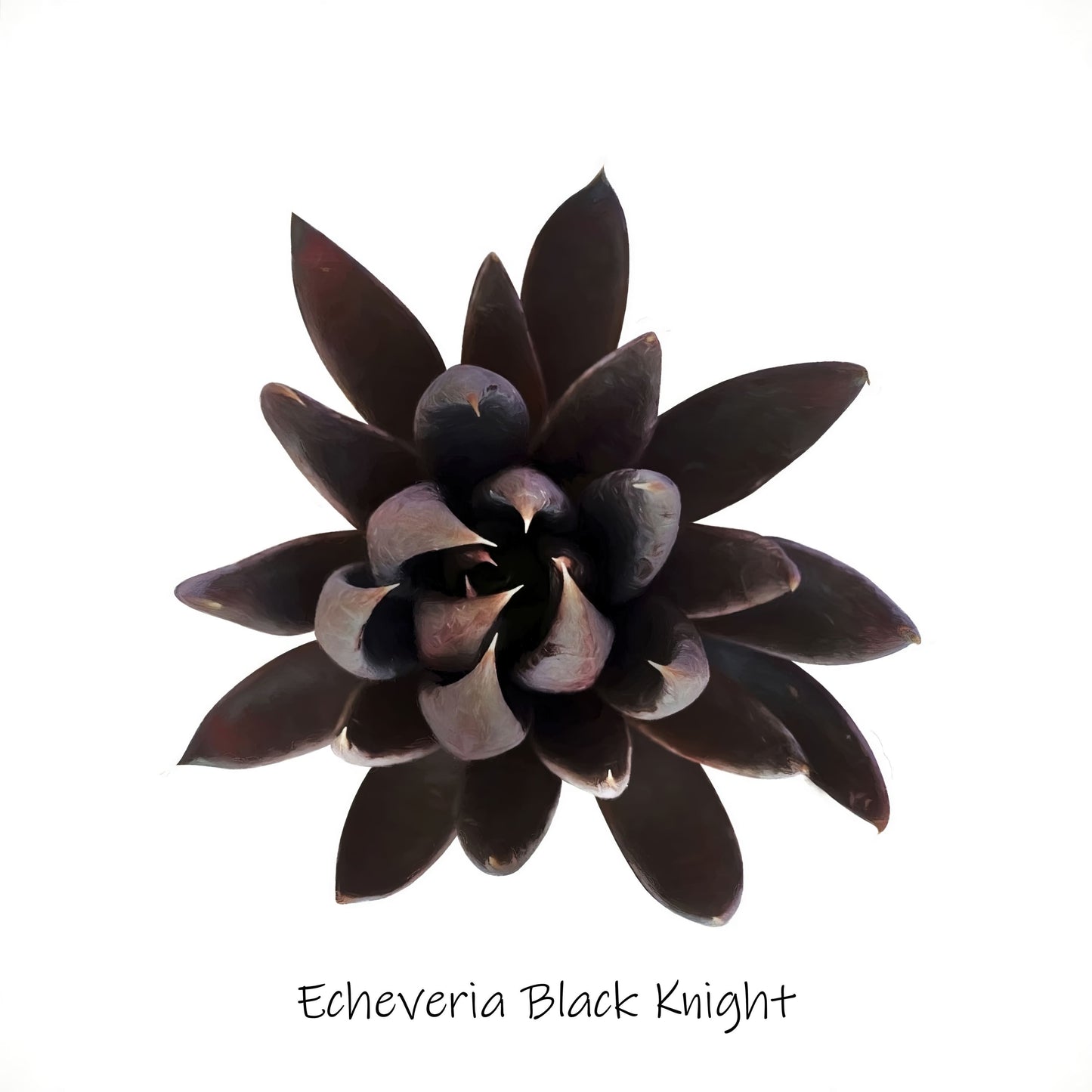 Echeveria Black Knight