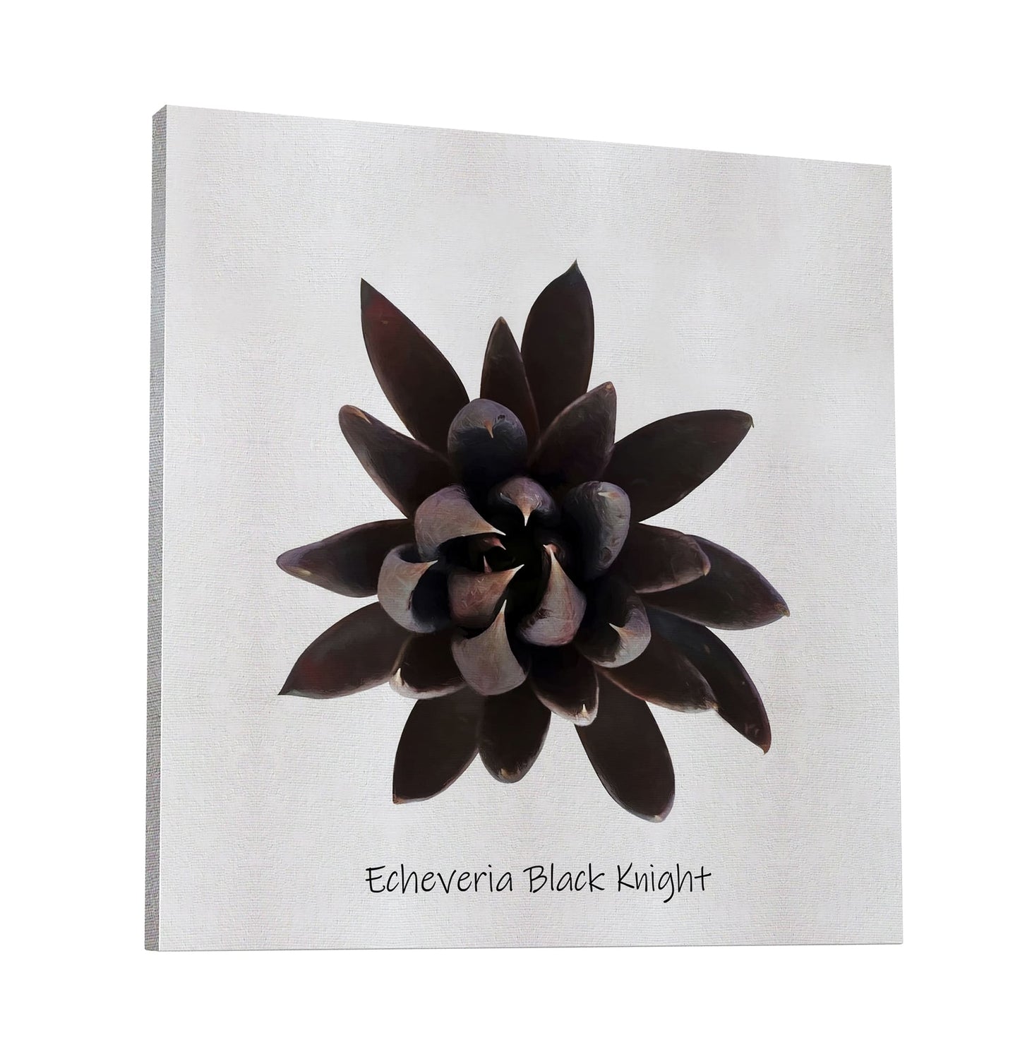 Echeveria Black Knight