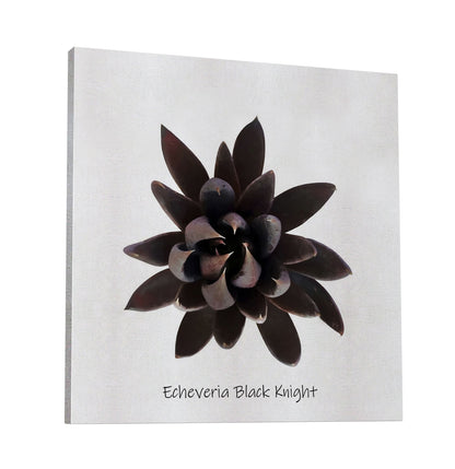Echeveria Black Knight