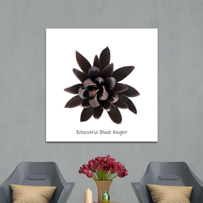 Echeveria Black Knight
