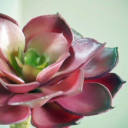 Echeveria Burgandy