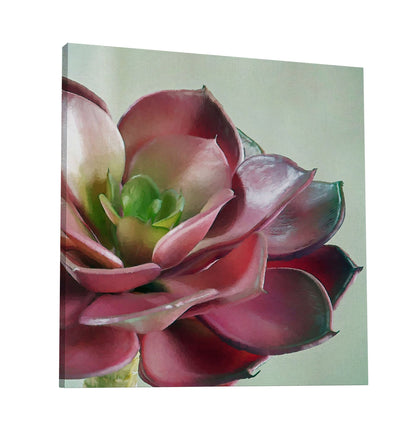 Echeveria Burgandy