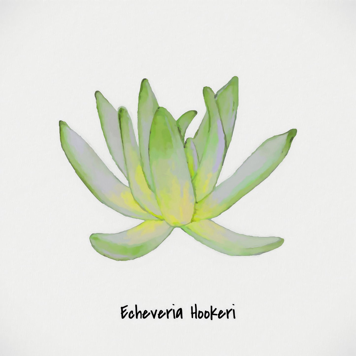 Echeveria Hookeri I