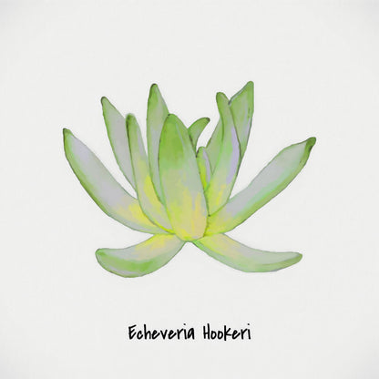 Echeveria Hookeri I